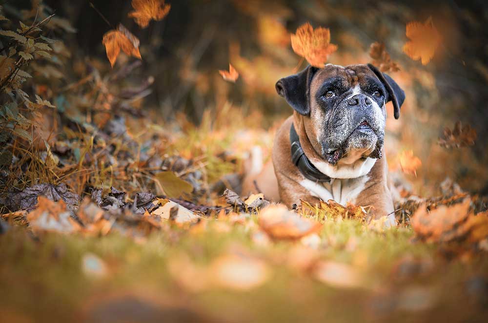 Common Health Problems In Boxer Dogs Lucy Pet Common Health Problems In Boxer Dogs Lucy Pet