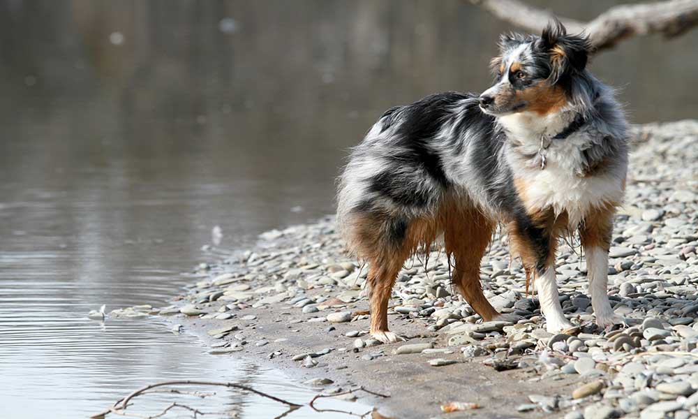 australian shepherd born without tails