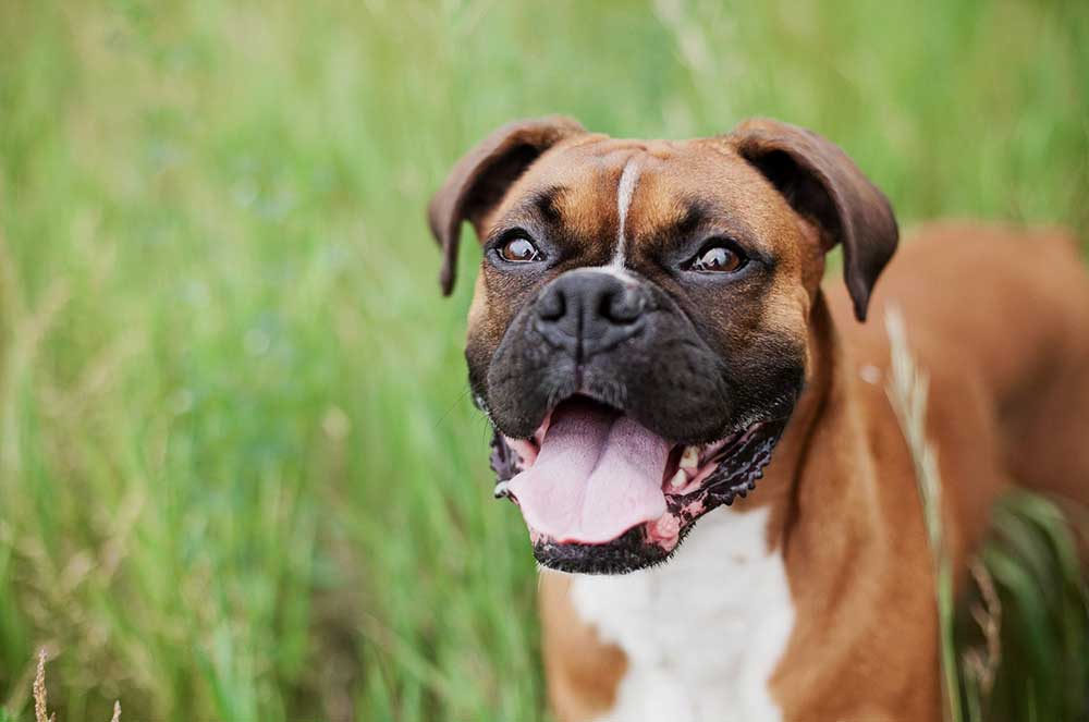 Common Health Problems in Boxer Dogs Lucy Pet