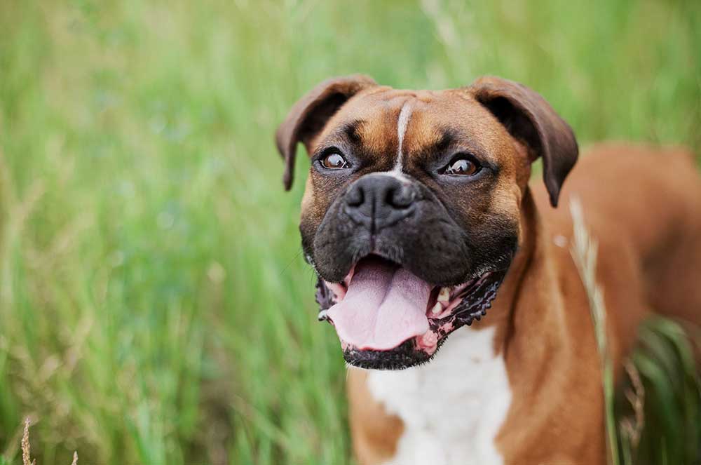 whats the oldest living boxer dog