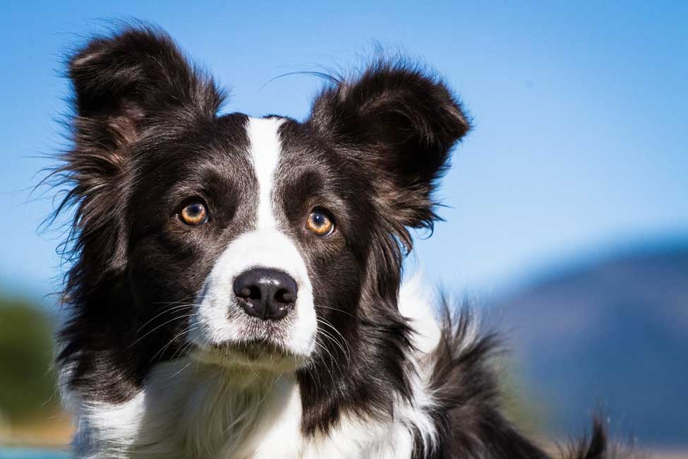 are smooth and rough coated collies bred differently
