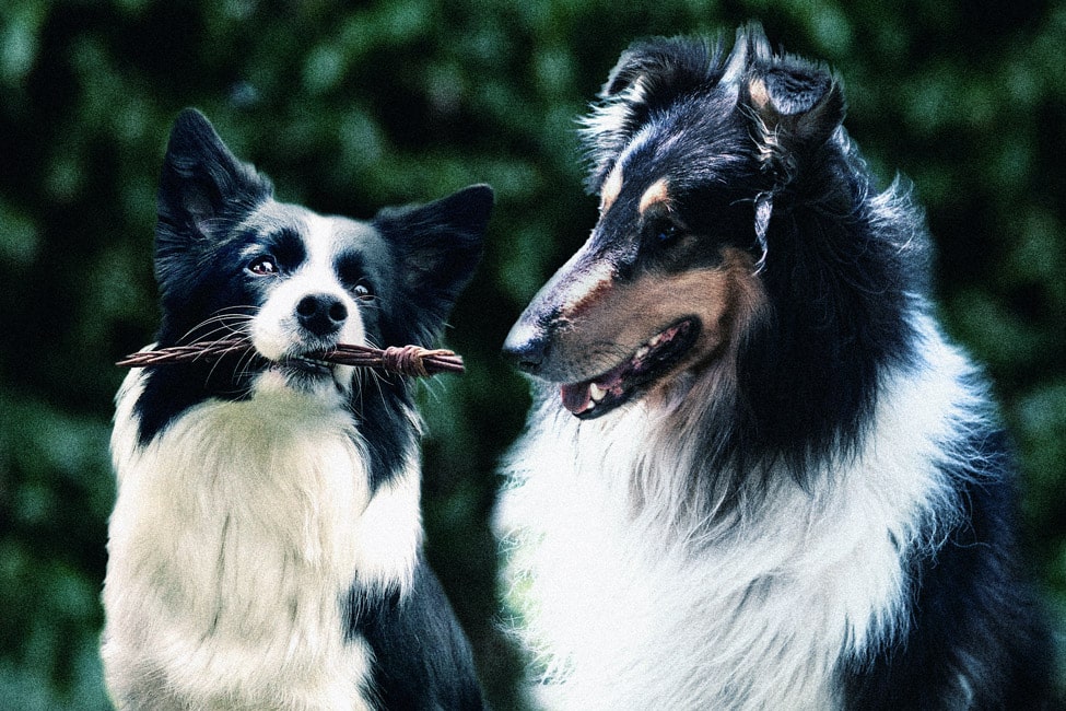 are smooth and rough coated collies bred differently