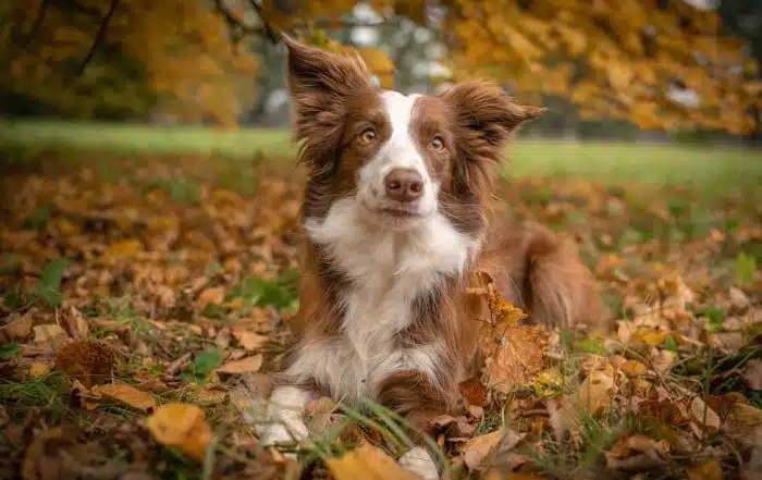 Common Collie Health Problems