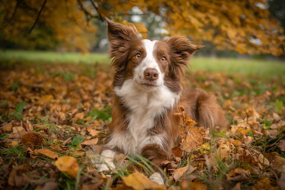 are collies safe with cats