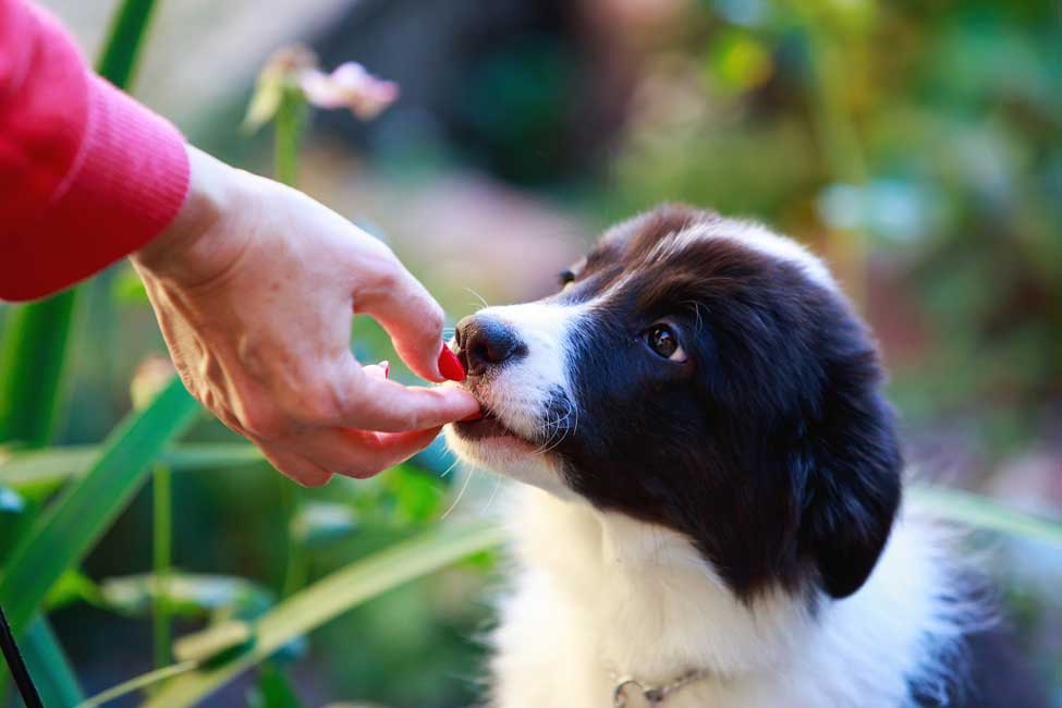 A Helpful Guide to the Best Food for Collie Dogs | Lucy Pet