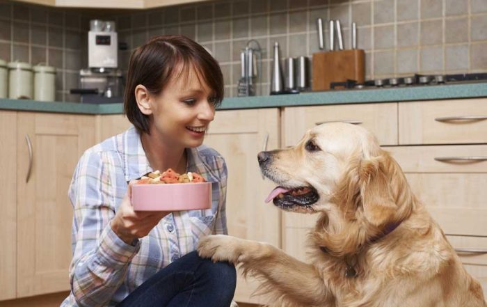 A Helpful Guide Best Food for Golden Retriever Dogs
