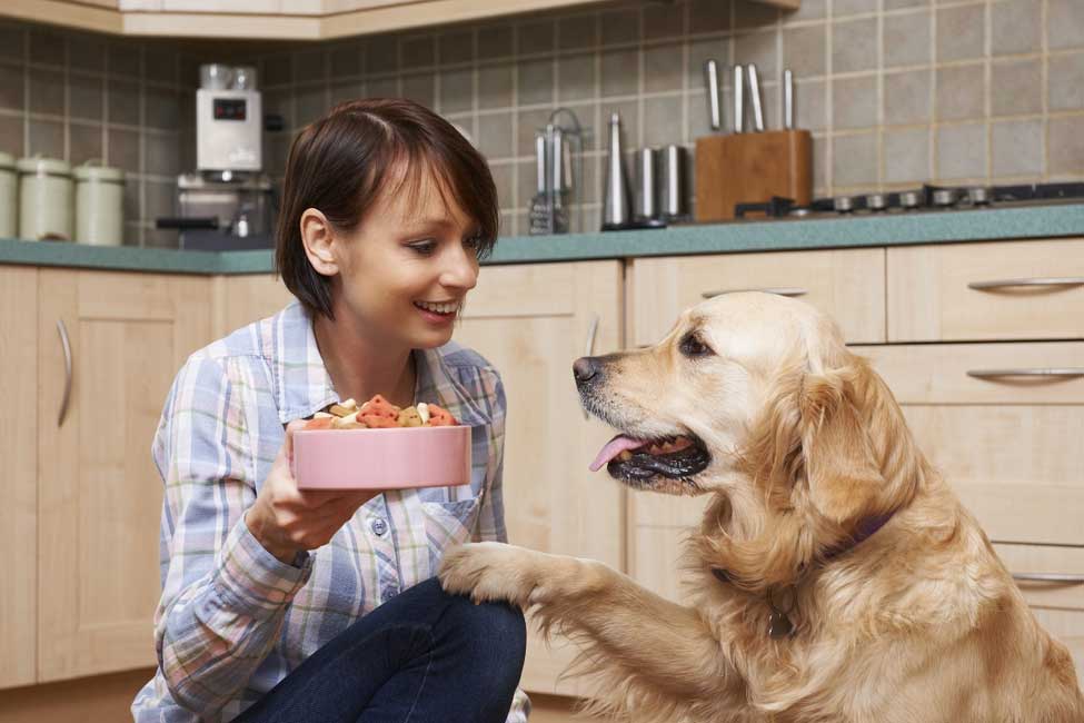 best food to feed a golden retriever puppy