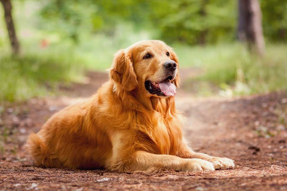 golden retriever hypoallergenic