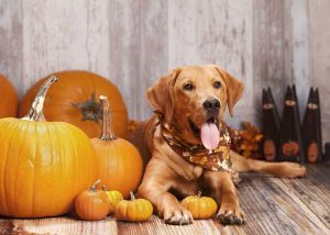 5 Benefits of Pumpkin for Dogs