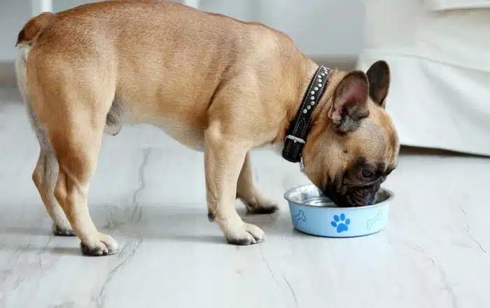 Is Quinoa Good for Dogs