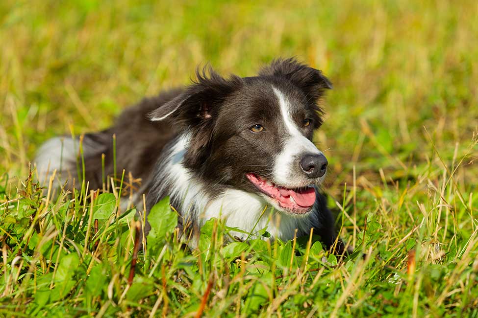 border collie products