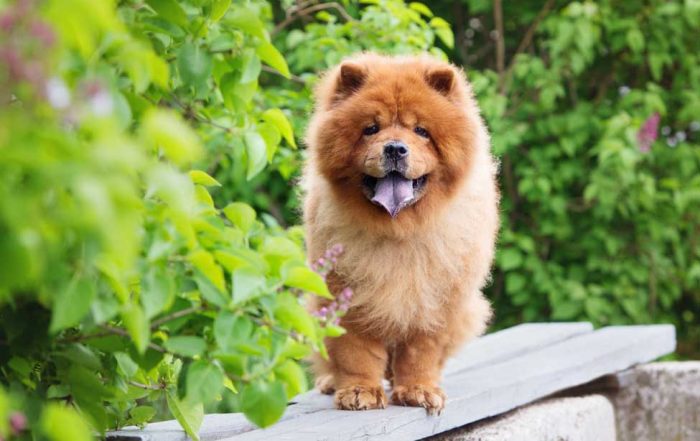10 Fun Facts About Chow Chows