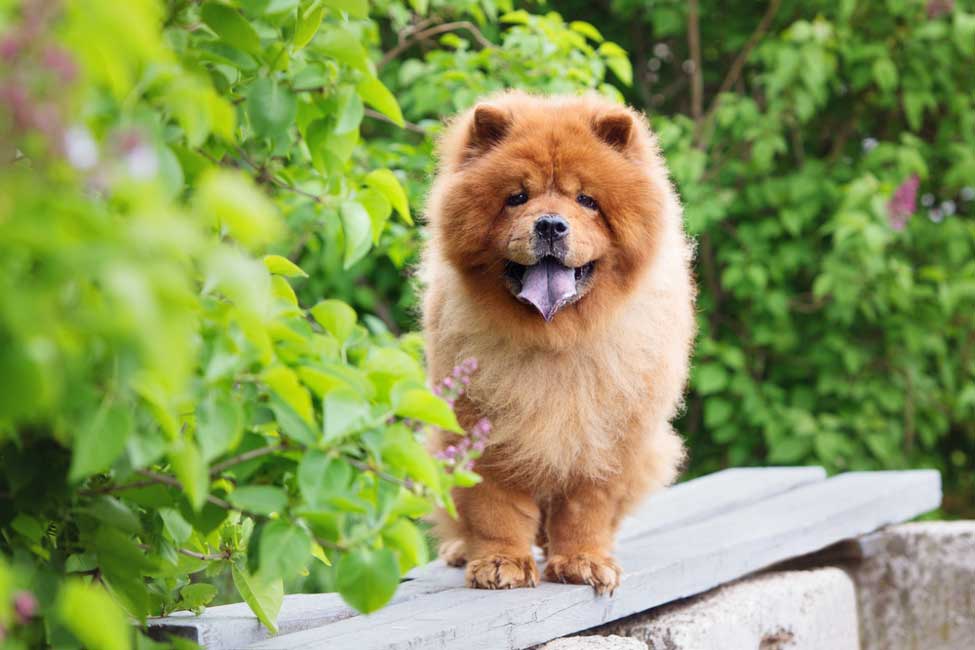 what dog breed has a black tongue