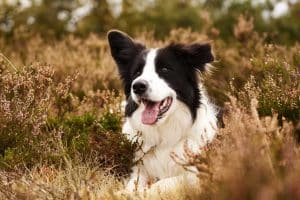 A Helpful Guide to the Best Food for Border Collies