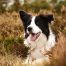 A Helpful Guide to the Best Food for Border Collies