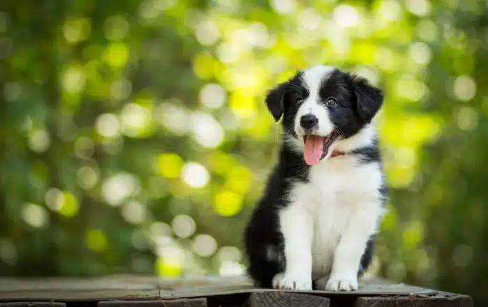 is border collie hypoallergenic