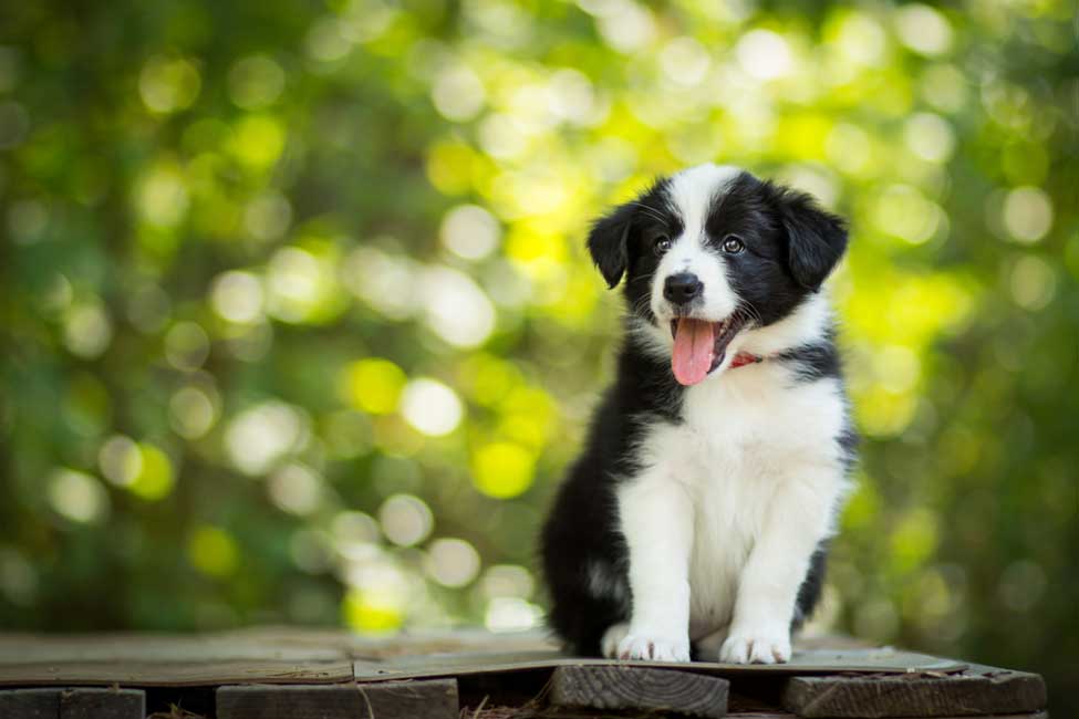 Blue and white Border Collie (diluted bicolor dog). Blue = diluted black. | Blue border collie, White border collie, Border collie colors