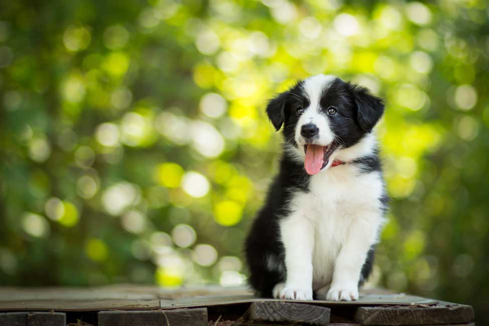 are white collies normal