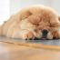 best food for chow chow dog
