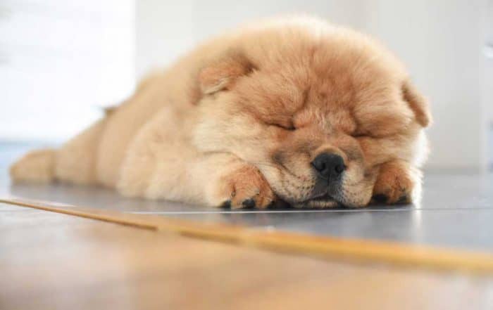 best food for chow chow dog