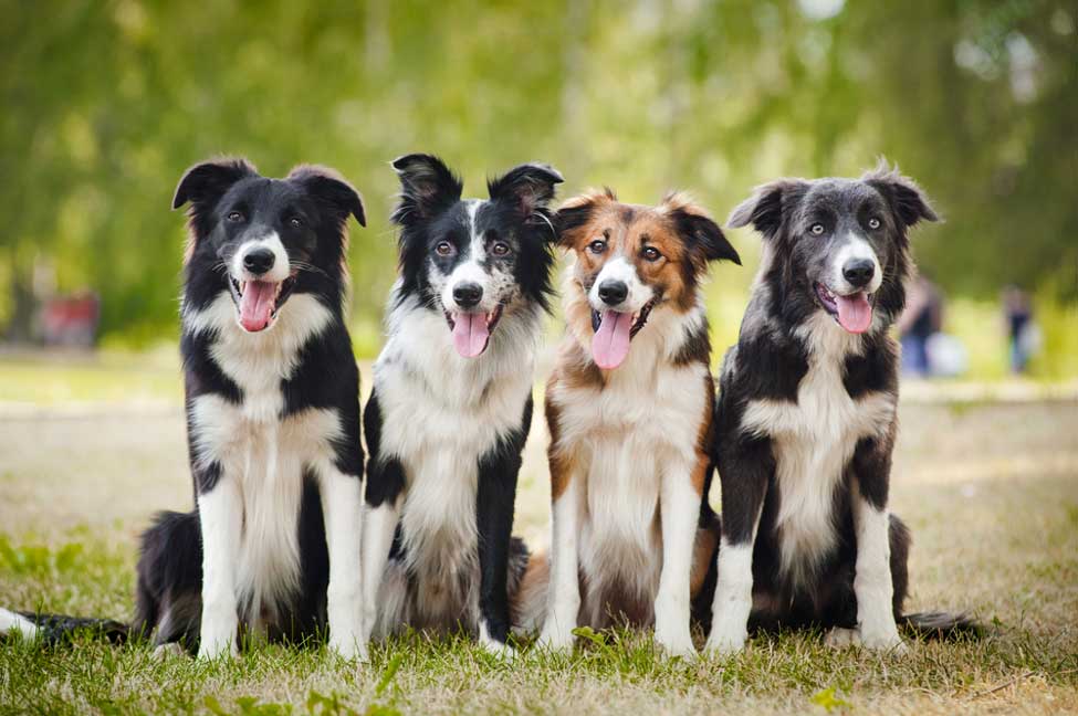 border collie dog