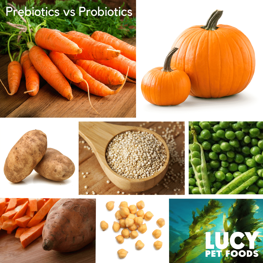 Prebiotic vs Probiotic