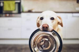 What Foods Can Dogs Not Eat