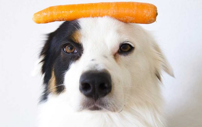 What Vegetables Can Dogs Eat