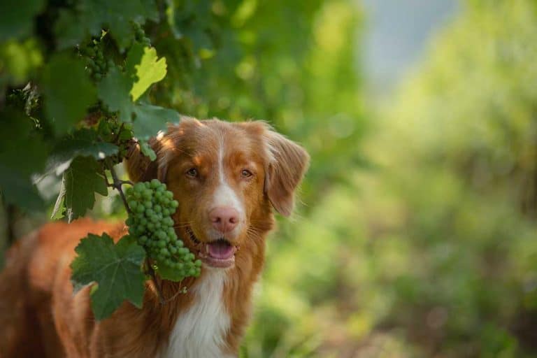 Can Dogs Eat Grapes? Or Are They Poisonous & Bad For Dogs? Lucy Pet Food