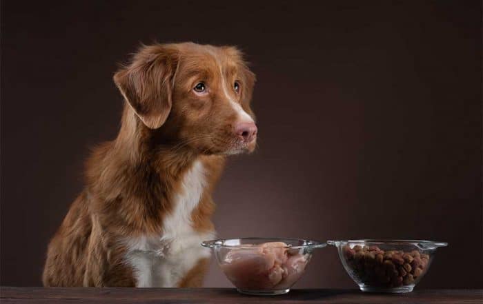 Can Dogs Eat Duck