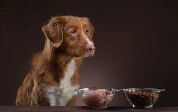 Can Dogs Eat Duck