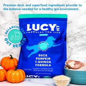 Duck and Pumpkin and quinoa Dry dog food
