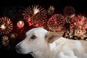 Keeping Dogs Safe July 4th