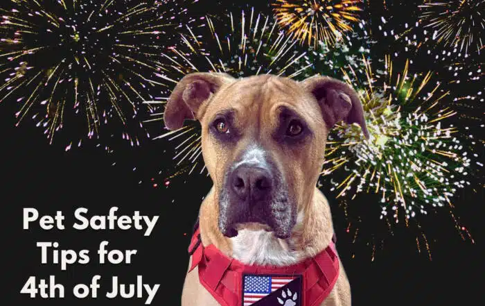 Pet Safety Tips for 4th of July
