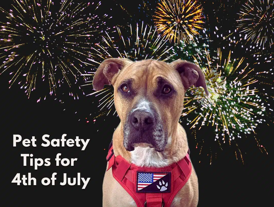 Pet Safety Tips for 4th of July