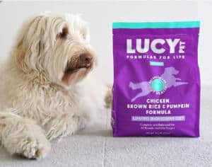 Dog with Lucy Pet Chicken brown rice and pumpkin dry dog food