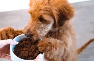 Best Dog Food Brand