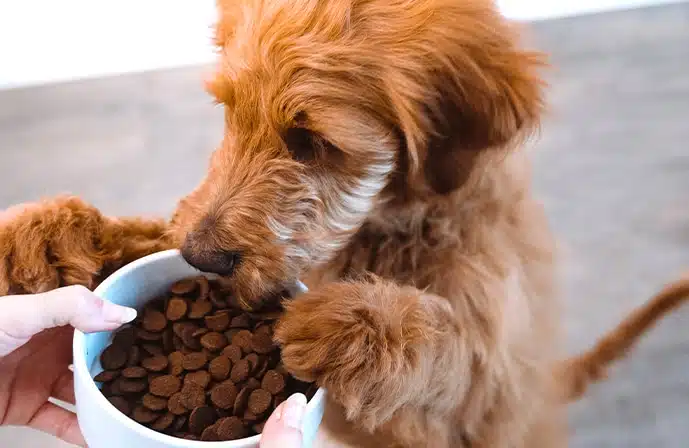Healthy dog eating the best quality dog food