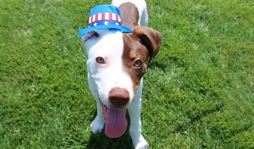 Healthy dog eating the best quality dog food