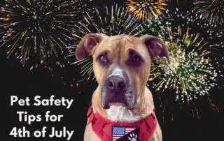 Pet Safety Tips for 4th of July