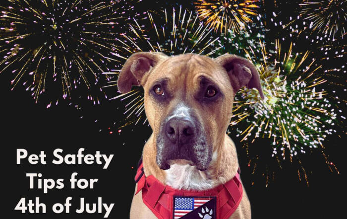 Pet Safety Tips for 4th of July
