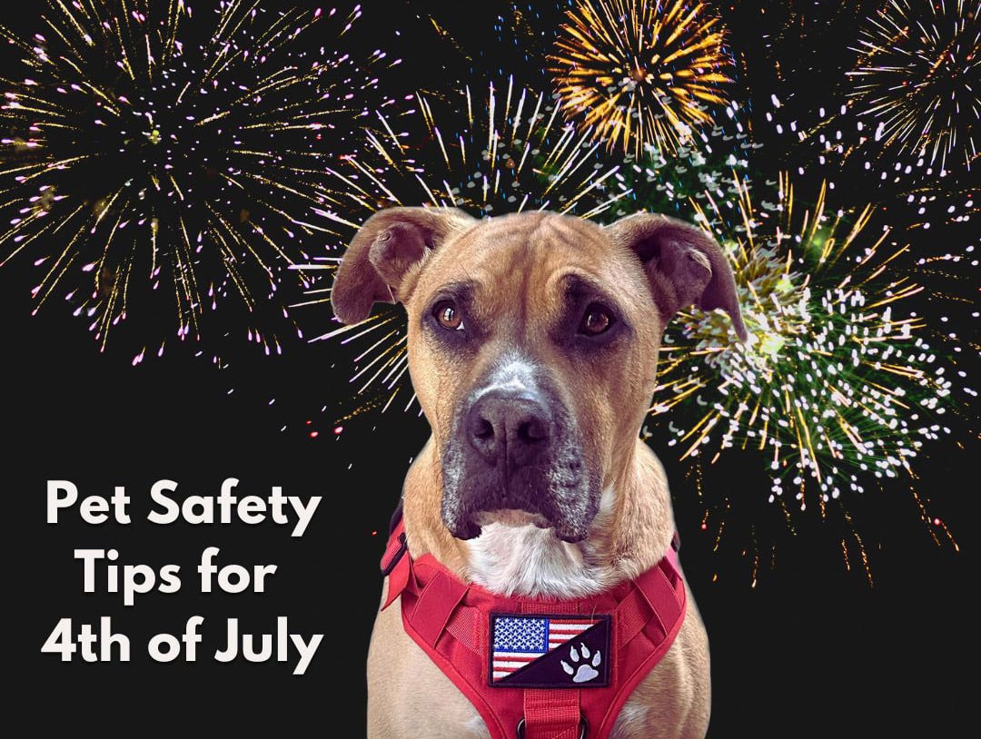 Pet Safety Tips for 4th of July