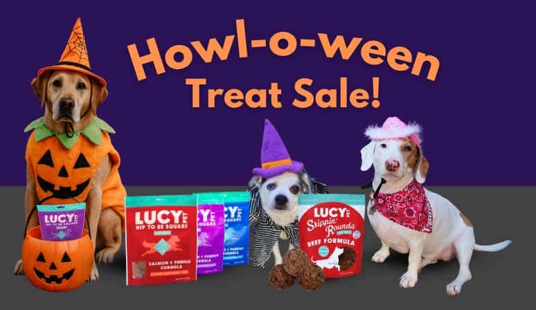 Healthy dog eating the best quality dog food