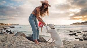 Best Dog Food Brand